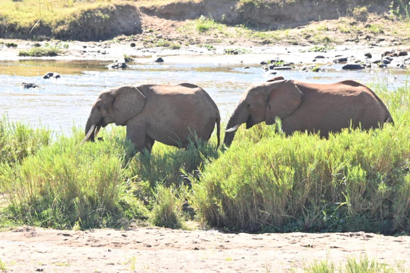 Buckler'S Africa Lodge Kruger Park كوماتيبورت المظهر الخارجي الصورة